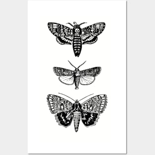 Moths Posters and Art